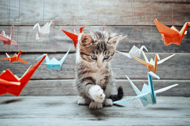 小猫在玩纸鹤
