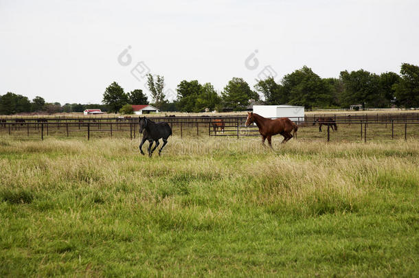 纯种马在田野里奔跑和玩耍