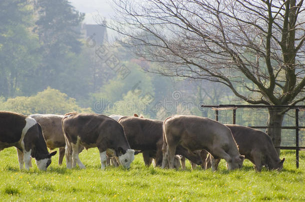 健康的牲畜，田园诗般的乡村，英国