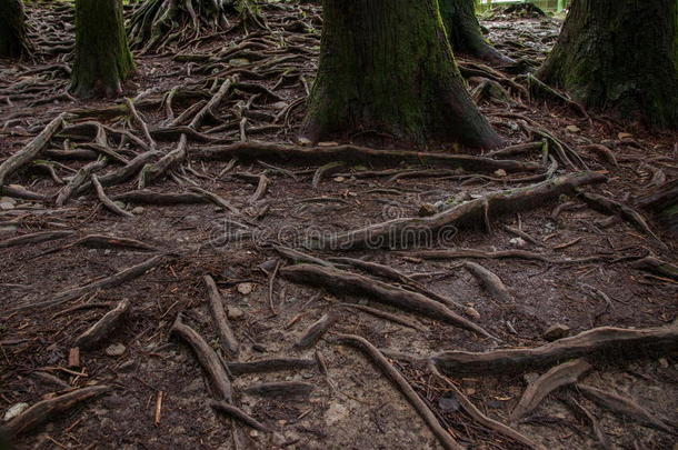 阿里山原始森林的根