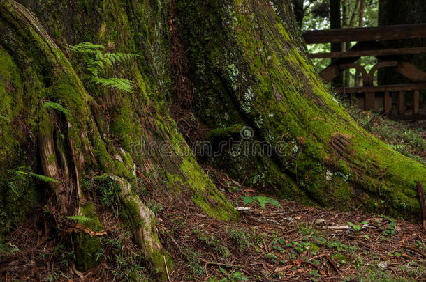 阿里山原始森林的根