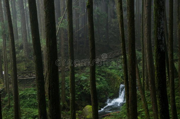 阿里山原始森林