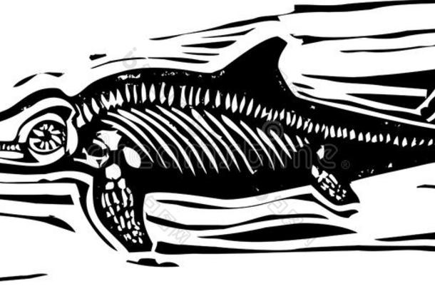 鱼龙恐龙化石b