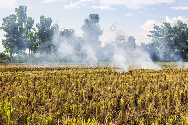 泰国稻农燃烧稻草的残茬燃烧。