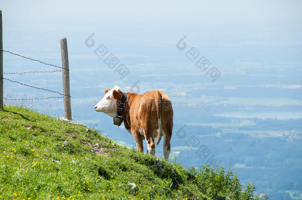 一头奶牛在世界的边缘<strong>摇摇欲坠</strong>