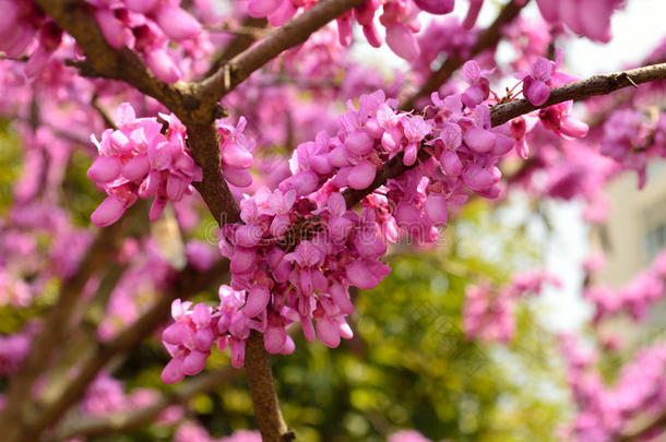 春天盛开着鲜花的树