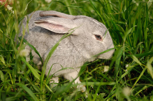 草丛中的灰兔