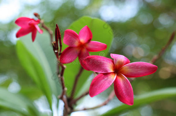 热带的鸡蛋花，鸡蛋花