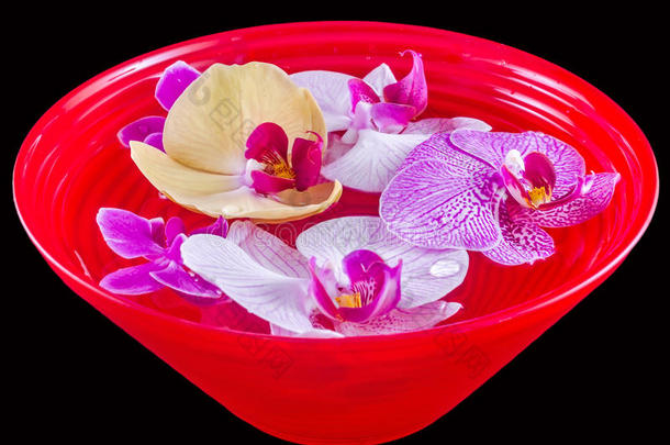 五颜六色的兰花，淡紫色，黄色，粉红色，紫色，在一个红色的碗里加水