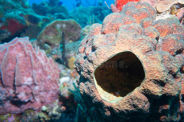 墨西哥珊瑚礁上的潜水