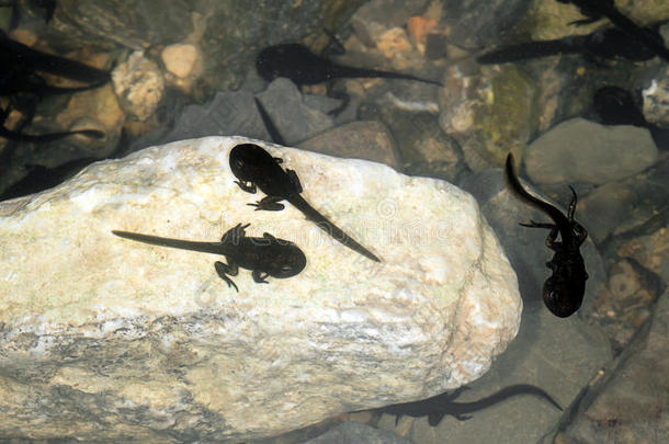 蝌蚪在岩石上，在快速流动的溪流中游泳。