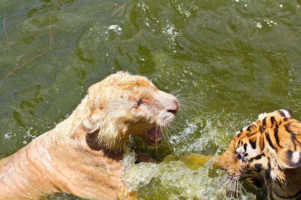 两只公老虎在水里打斗