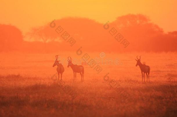 红羚羊-野生动物背景-在夕阳红中窒息