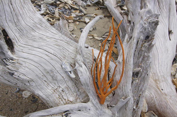 海湾<strong>海滩</strong>黑色漂白的植物学