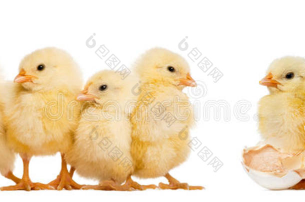 一排四只小鸡（8天大），另一只独自站在它的蛋旁边