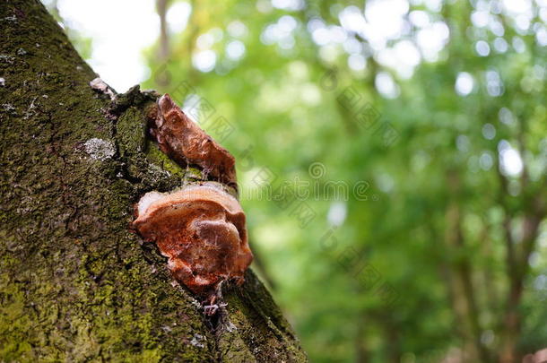 树蘑菇