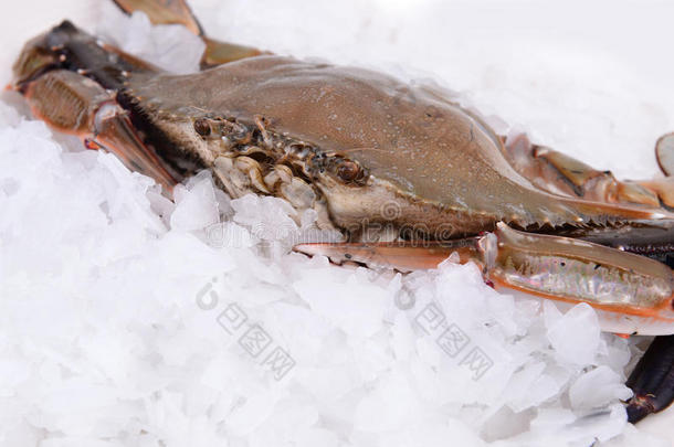 螃蟹冻在冰里