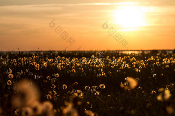 蒲公英田(Taraxacum)