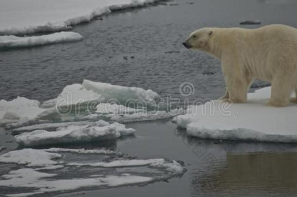 北极熊<strong>凝视着</strong>北极的水面