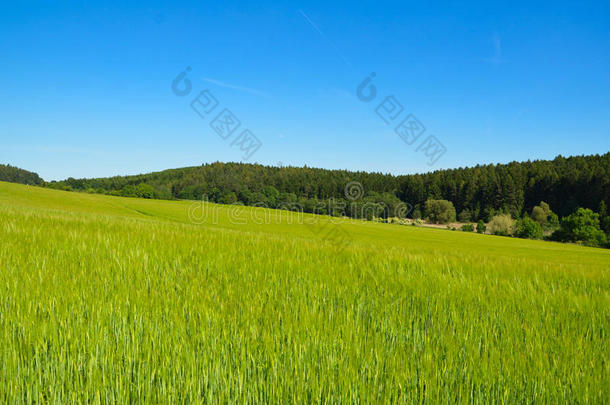 田园和森林的乡村夏季景观