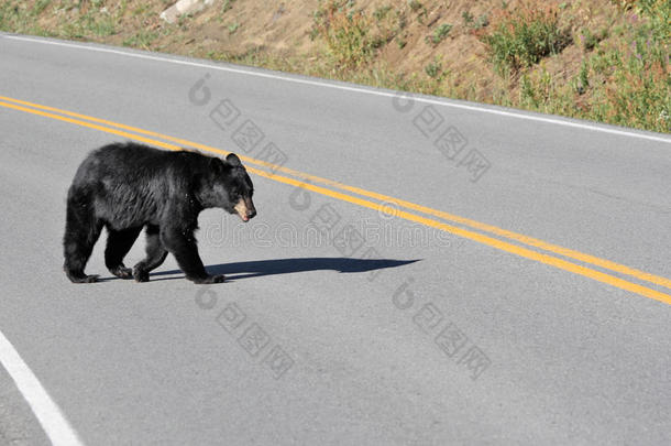 黄石国家公园黑熊过路