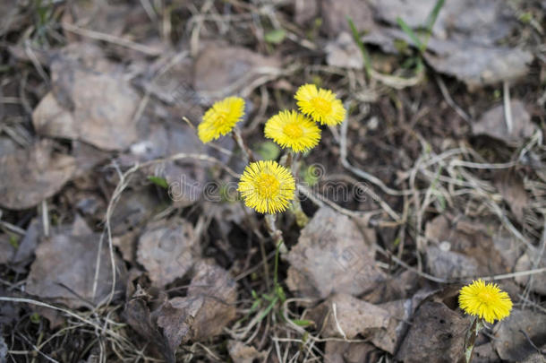 马蹄铁，冷脚，猪脚（tussilago farfara）