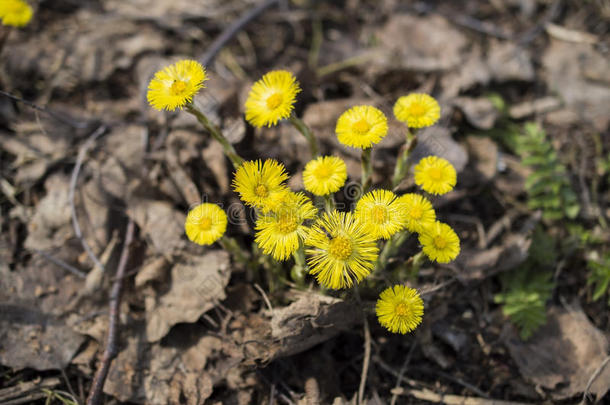 马蹄铁，冷脚，猪脚（tussilago farfara）