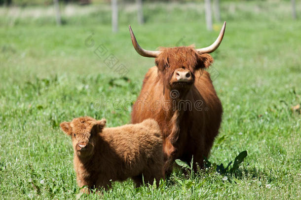 青草上的苏格兰高地牛