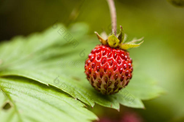 草莓，俗称林地草莓