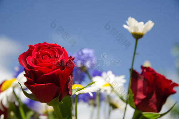把注意力集中在一束盛开的夏日花朵中的红玫瑰上