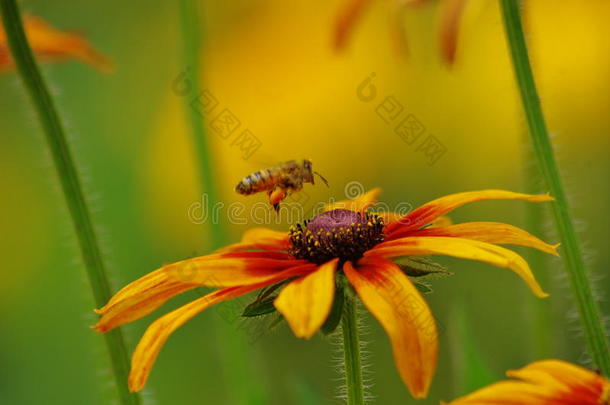 金色背景下的蜜蜂和花朵