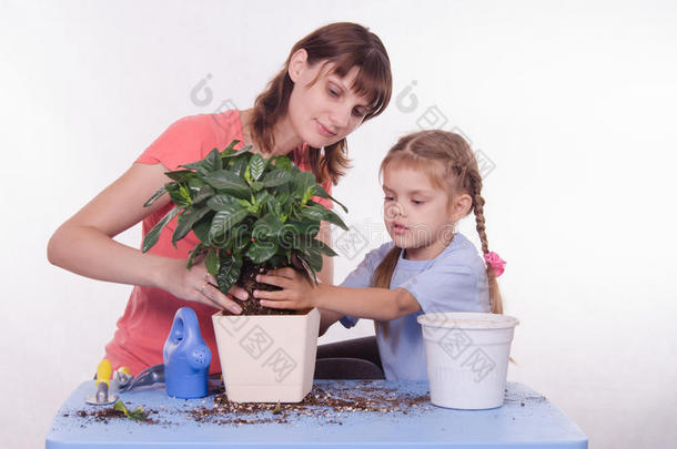 母女花从花盆里移植到其他花盆里