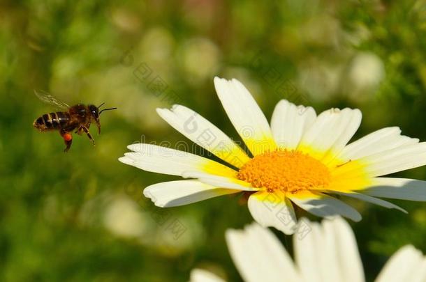 蜜蜂飞向灿烂的雏菊