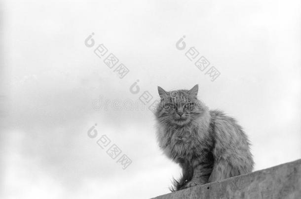 一只漂亮的猫住在松赞桂花寺