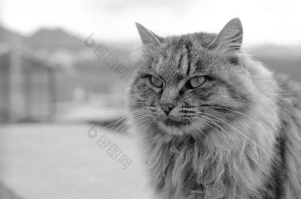 一只漂亮的猫住在松赞桂花寺