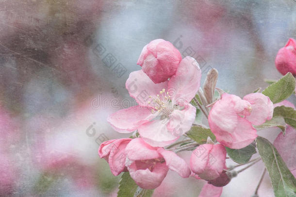 枝头开着粉红色的苹果花