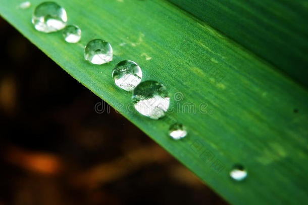 植物上<strong>的</strong>水滴