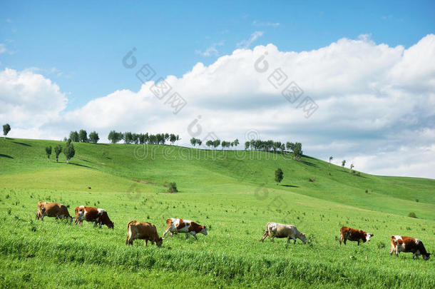 美丽的阿尔卑斯山风景优美，山峦翠绿，牛群成群