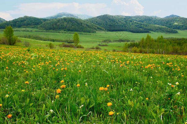 美丽的阿尔卑斯山风景，花团<strong>锦簇</strong>