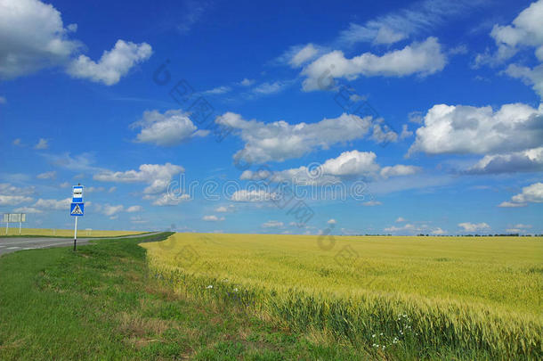 麦田。美丽的风景。路边公共汽车站标志