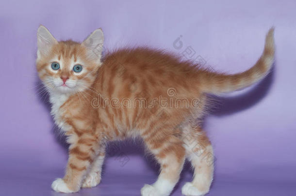 站在紫罗兰上的小毛茸茸的姜黄色小猫