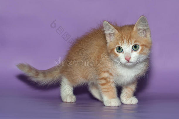 站在紫罗兰上的小毛茸茸的姜黄色小猫