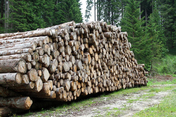 山上伐木工人砍伐的原木1