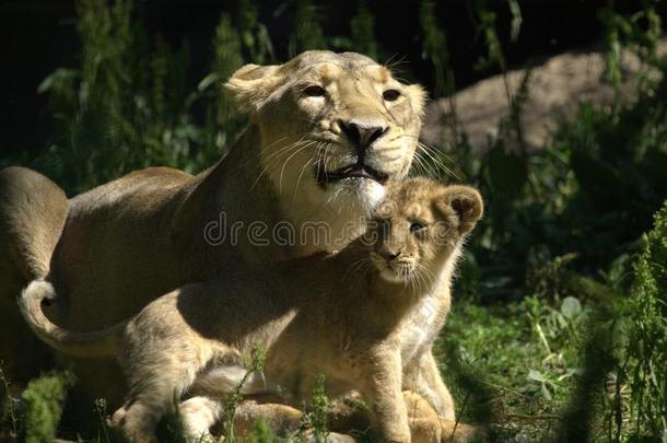 动物园里的<strong>小狮</strong>子和它的妈妈玩耍