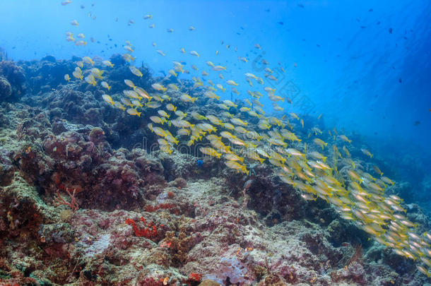 热带珊瑚礁上的鱼群