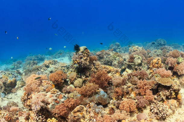 珊瑚礁上的海洋生物