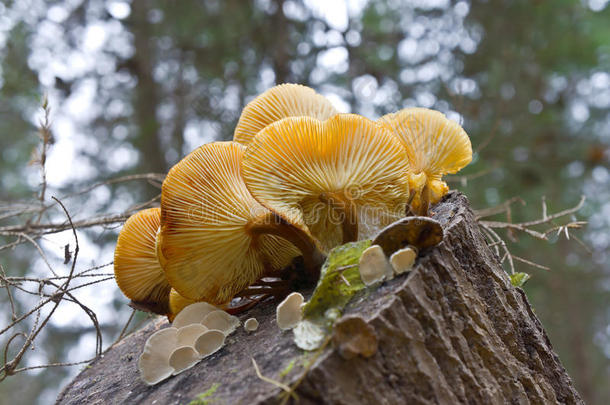 树桩上的蘑菇