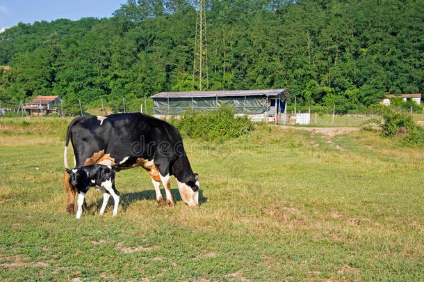 在田野、牧场上有一头日龄小牛的弗里斯奶牛。
