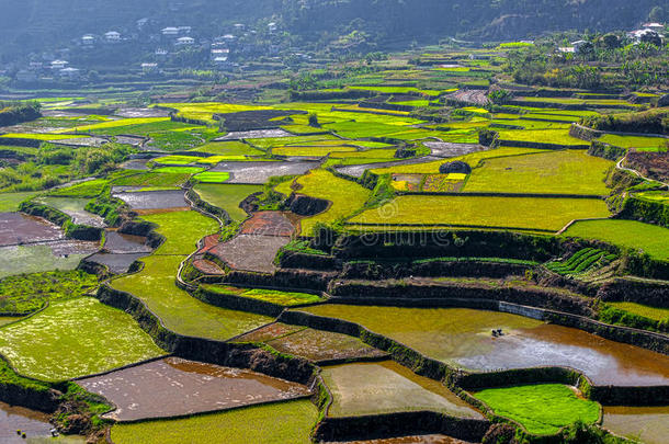 佐贺县水稻梯田