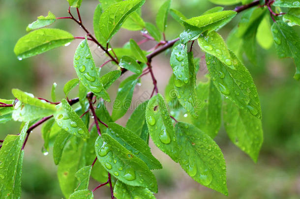 树枝上有雨滴，树叶上的露珠特写摄影。雨后的绿色花园。
